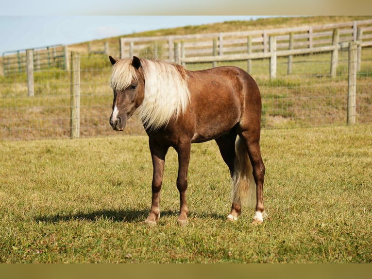 More ponies/small horses Gelding 6 years 10,1 hh in Fresno