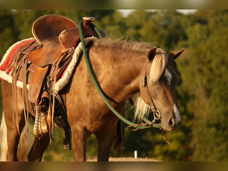 More ponies/small horses Gelding 6 years 10,1 hh in Fresno