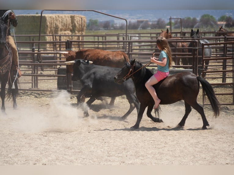 More ponies/small horses Gelding 6 years 10,2 hh Black in Heber City