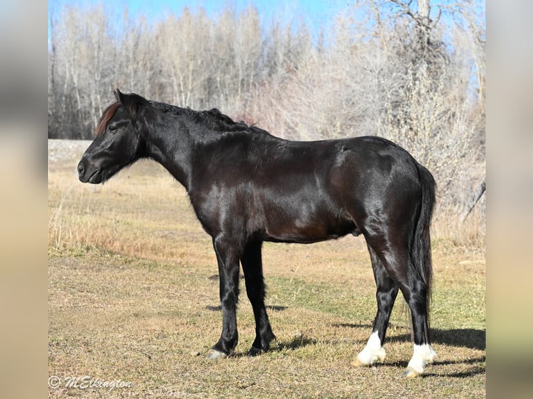 More ponies/small horses Gelding 6 years 11,1 hh Black in Rigby