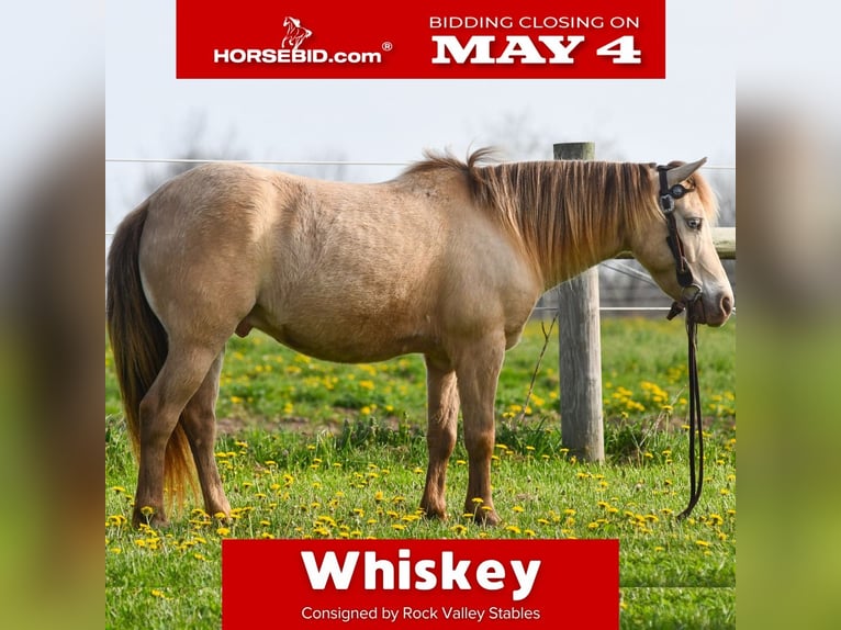More ponies/small horses Gelding 6 years 11.1 hh Champagne in Strasburg