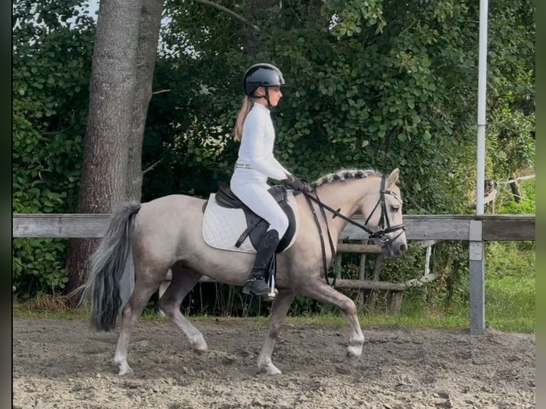 More ponies/small horses Gelding 6 years 11,1 hh Dun in Süderlügum