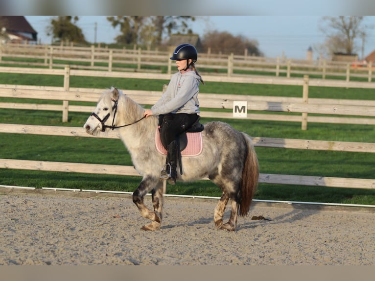 More ponies/small horses Gelding 6 years 11,3 hh Grey-Blue-Tan in Bogaarden