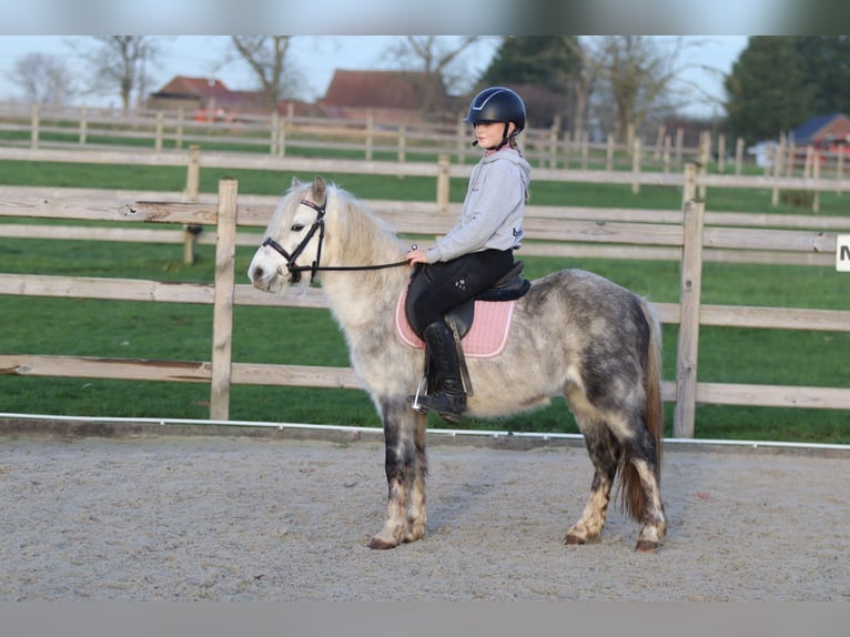 More ponies/small horses Gelding 6 years 11,3 hh Grey-Blue-Tan in Bogaarden