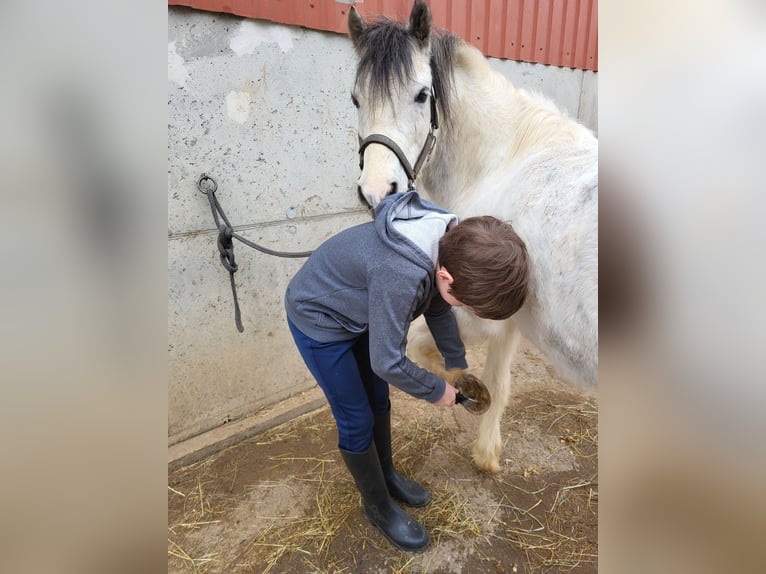 More ponies/small horses Mix Gelding 6 years 12.2 hh Grey in Heiligenkreuz
