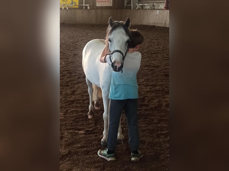 More ponies/small horses Mix Gelding 6 years 12.2 hh  in Wien, Liesing