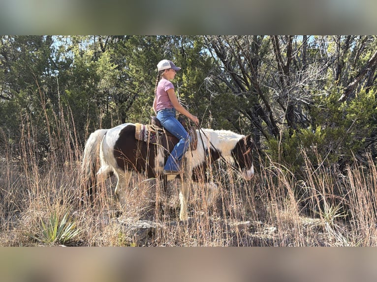 More ponies/small horses Gelding 6 years 12 hh Pinto in Cleburne