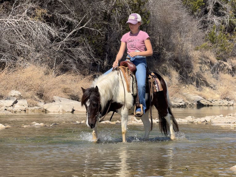 More ponies/small horses Gelding 6 years 12 hh Pinto in Cleburne