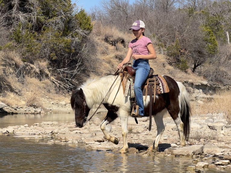 More ponies/small horses Gelding 6 years 12 hh Pinto in Cleburne