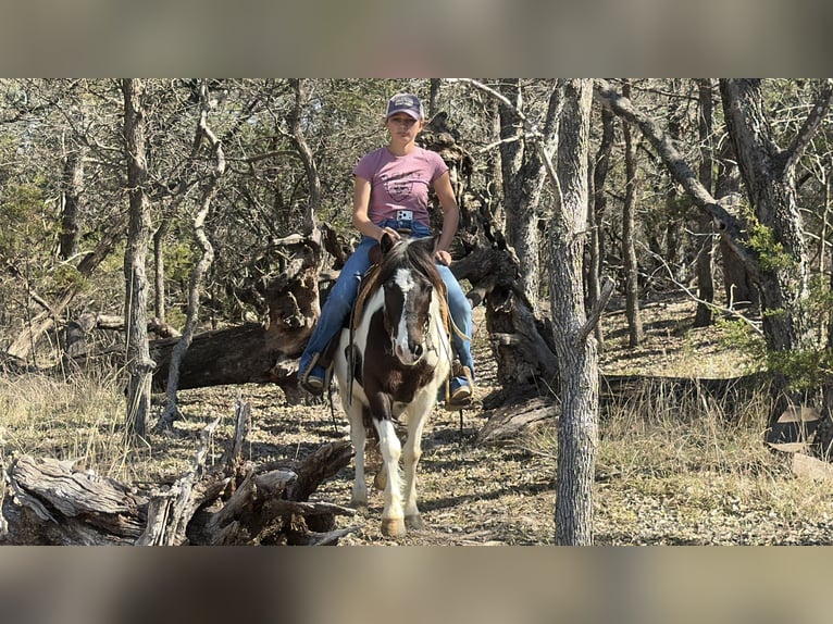 More ponies/small horses Gelding 6 years 12 hh Pinto in Cleburne