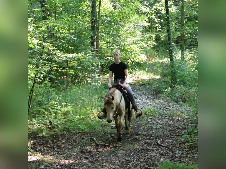 More ponies/small horses Gelding 6 years 12,1 hh Champagne in Howell