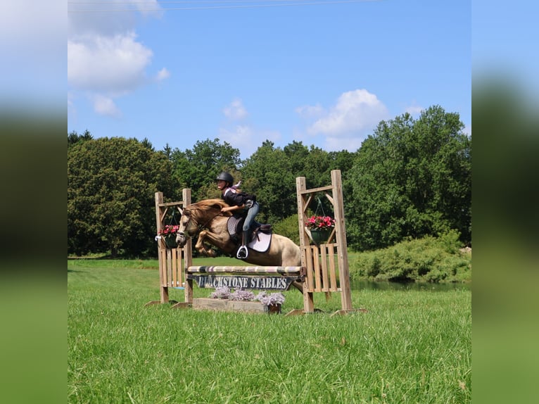 More ponies/small horses Gelding 6 years 12,1 hh Champagne in Howell
