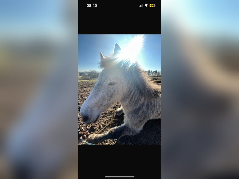 More ponies/small horses Mix Gelding 6 years 12,1 hh in Gr&#xFC;nberg