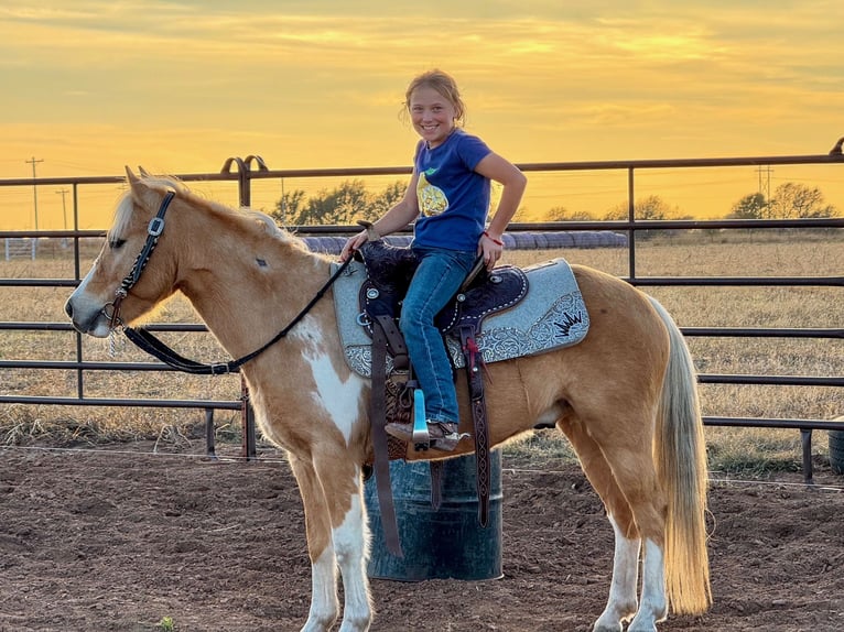 More ponies/small horses Gelding 6 years 12,1 hh Pinto in Perkins