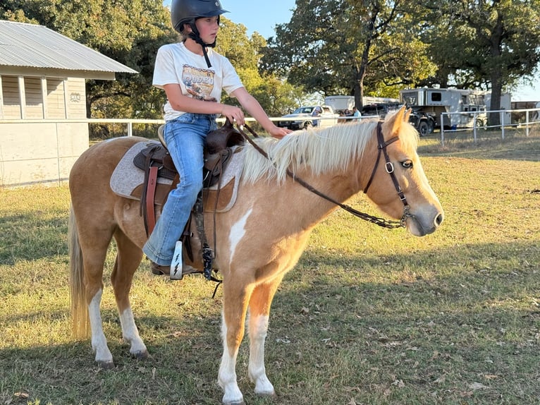 More ponies/small horses Gelding 6 years 12,1 hh Pinto in Perkins