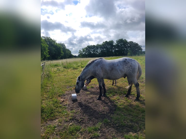 More ponies/small horses Mix Gelding 6 years 12,2 hh Leopard-Piebald in Lehrte