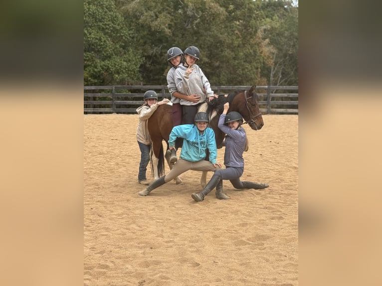 More ponies/small horses Gelding 6 years 12,2 hh Pinto in Clover