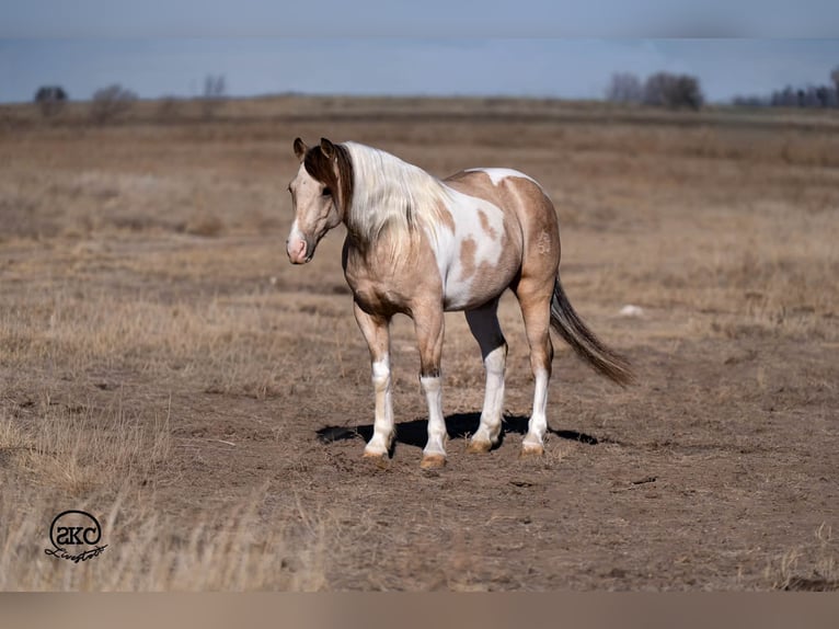 More ponies/small horses Gelding 6 years 12,3 hh Pinto in Canyon