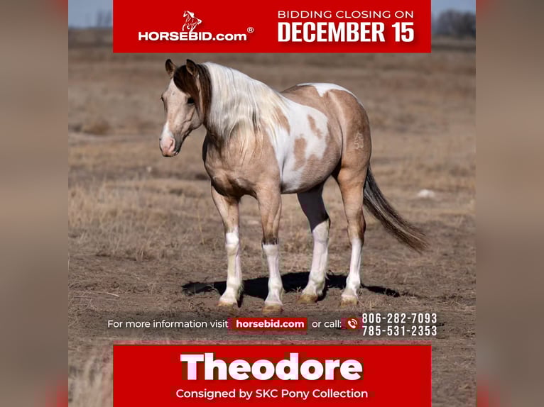 More ponies/small horses Gelding 6 years 12,3 hh Pinto in Canyon