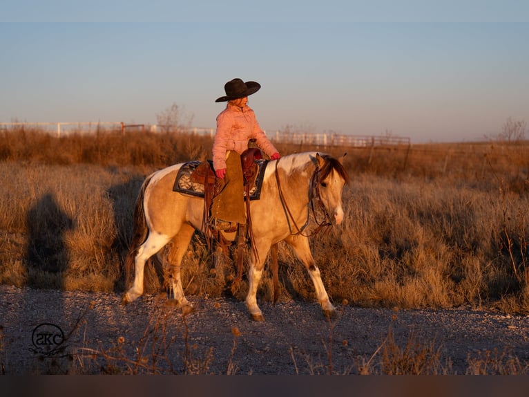 More ponies/small horses Gelding 6 years 12,3 hh Pinto in Canyon