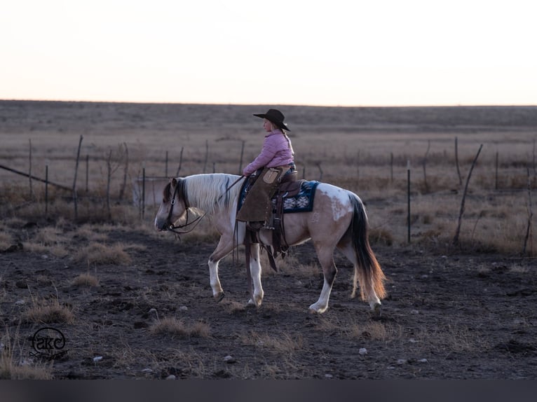 More ponies/small horses Gelding 6 years 12,3 hh Pinto in Canyon