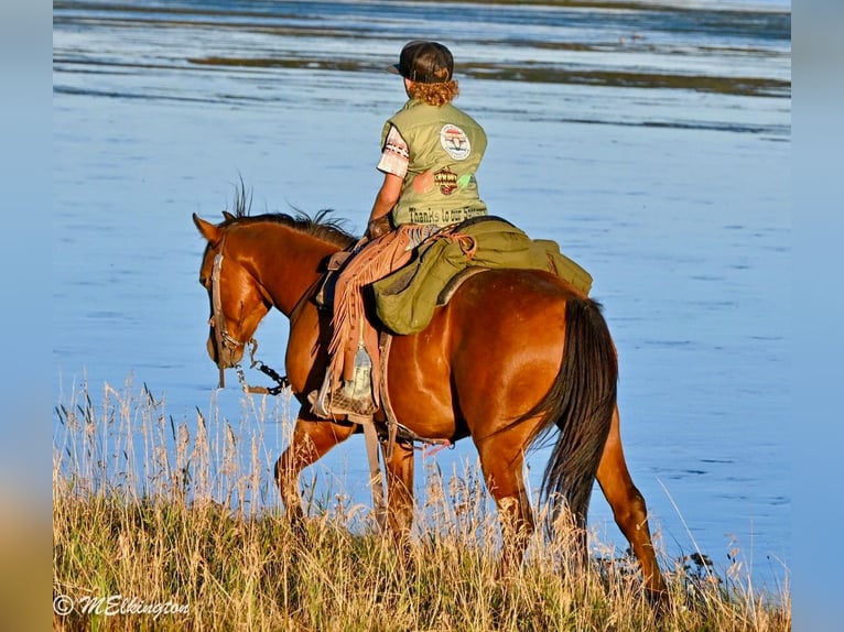 More ponies/small horses Gelding 6 years 13,1 hh Bay in Rigby