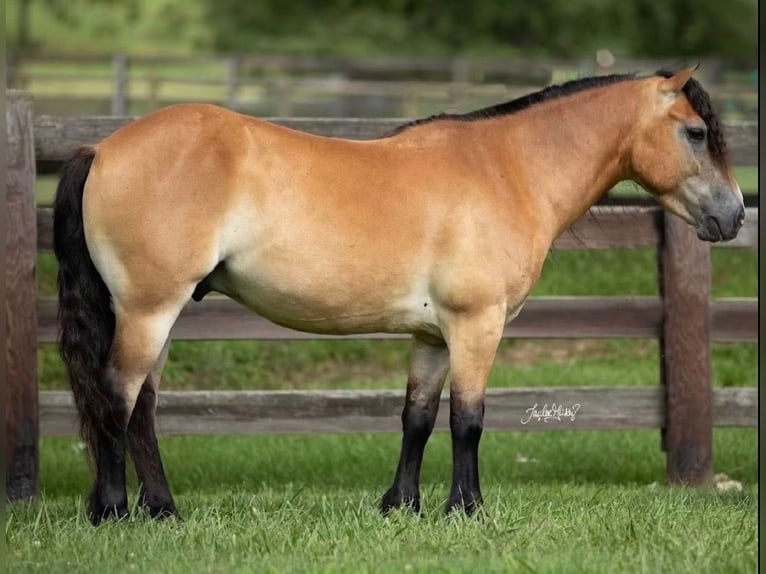 More ponies/small horses Gelding 6 years 13 hh Dun in Amarillo