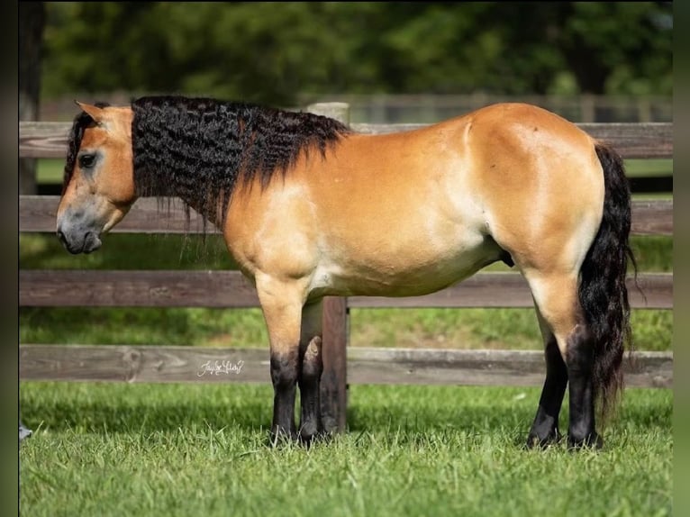 More ponies/small horses Gelding 6 years 13 hh Dun in Amarillo