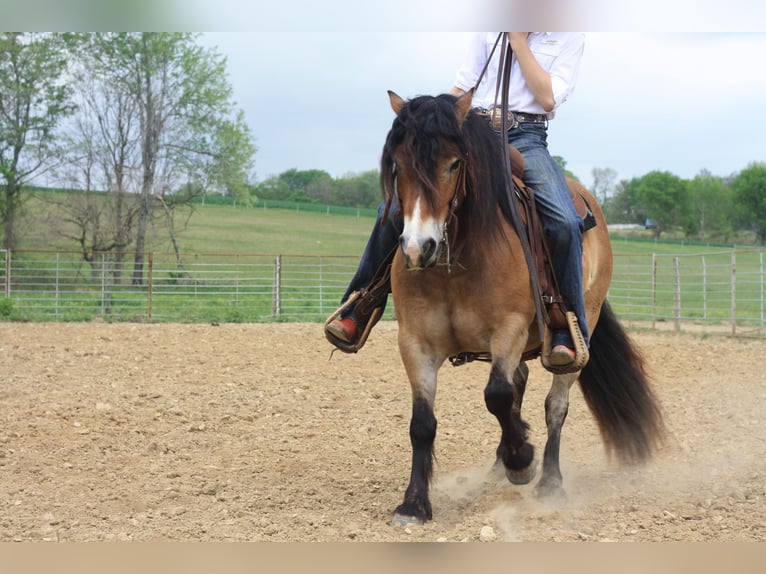 More ponies/small horses Gelding 6 years 13 hh Dun in Marion