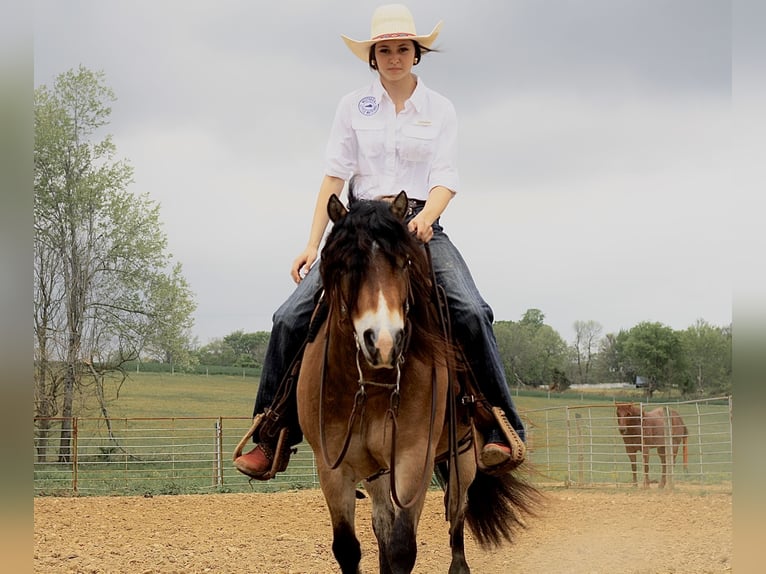 More ponies/small horses Gelding 6 years 13 hh Dun in Marion