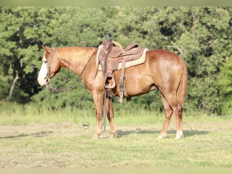 More ponies/small horses Gelding 6 years 13 hh Sorrel in De Kalb