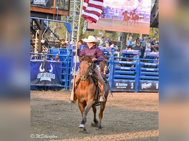 More ponies/small horses Gelding 6 years 13,1 hh Bay in Rigby