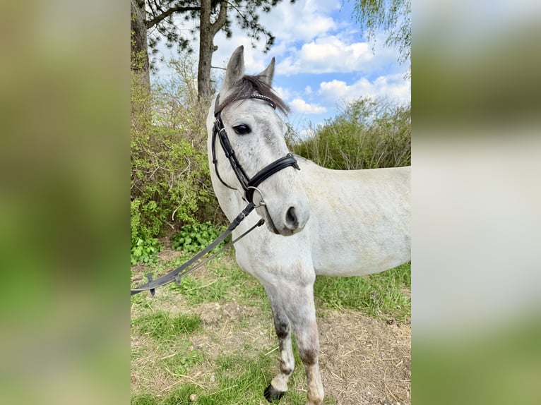 More ponies/small horses Gelding 6 years 13,1 hh Grey in Pelmberg