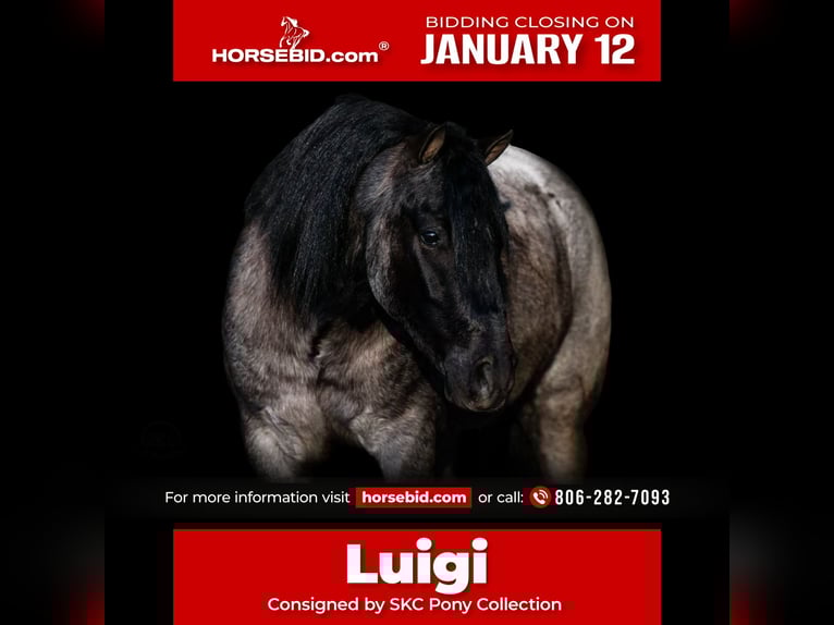 More ponies/small horses Gelding 6 years 13,1 hh Roan-Blue in Canyon