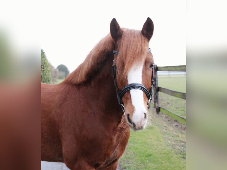 More ponies/small horses Gelding 6 years 13,2 hh Chestnut-Red in Warstein