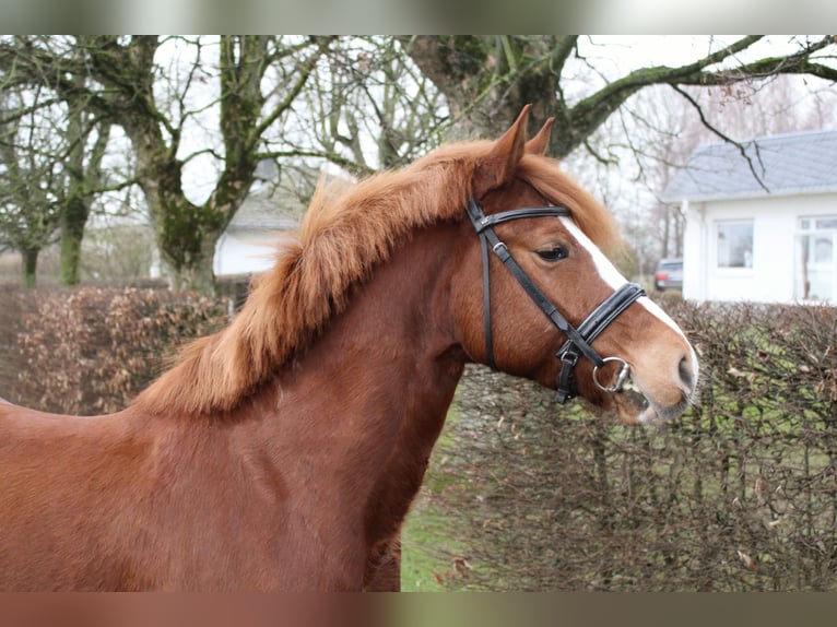 More ponies/small horses Gelding 6 years 13,2 hh Chestnut-Red in Warstein