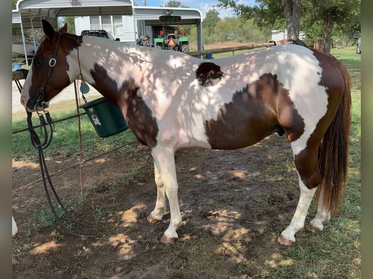 More ponies/small horses Gelding 6 years 13,2 hh Pinto in Graham