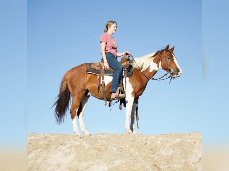 More ponies/small horses Gelding 6 years 13,2 hh Pinto in Graham