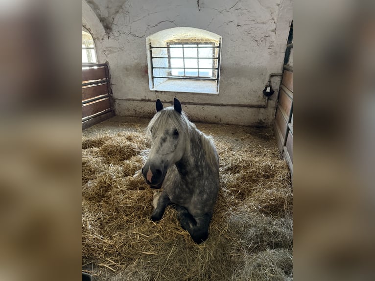 More ponies/small horses Mix Gelding 6 years 13,3 hh Gray-Dapple in Wiesenfelden