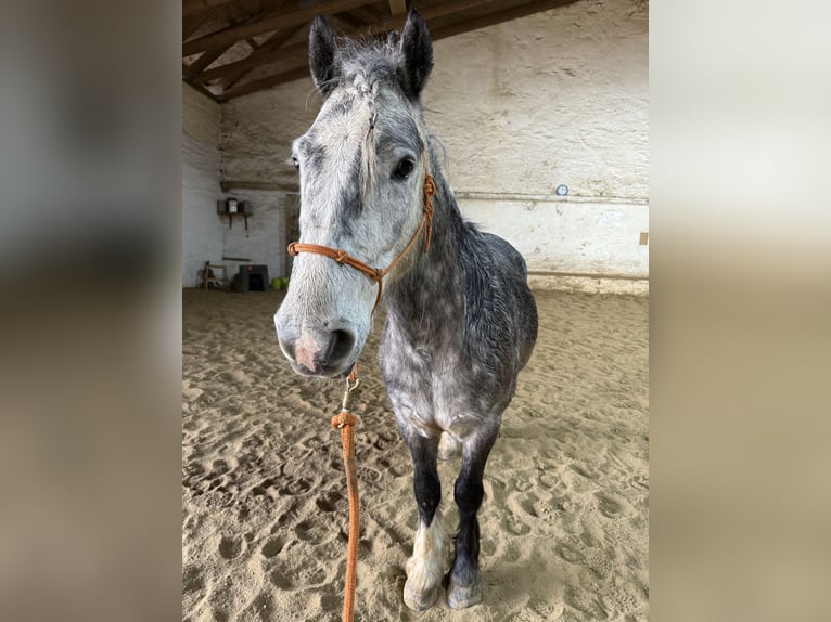 More ponies/small horses Mix Gelding 6 years 13,3 hh Gray-Dapple in Wiesenfelden