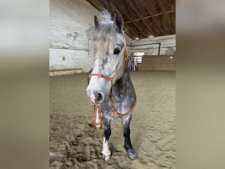 More ponies/small horses Mix Gelding 6 years 13,3 hh Gray-Dapple in Wiesenfelden
