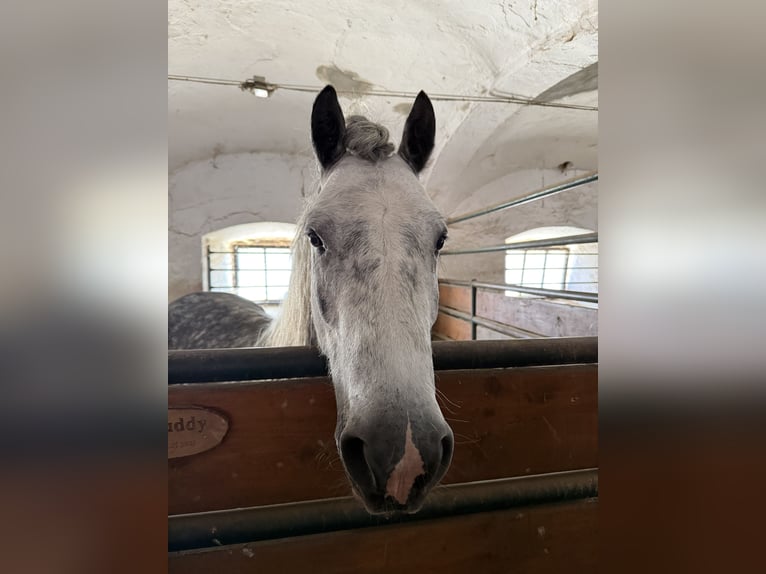 More ponies/small horses Mix Gelding 6 years 13,3 hh Gray-Dapple in Wiesenfelden