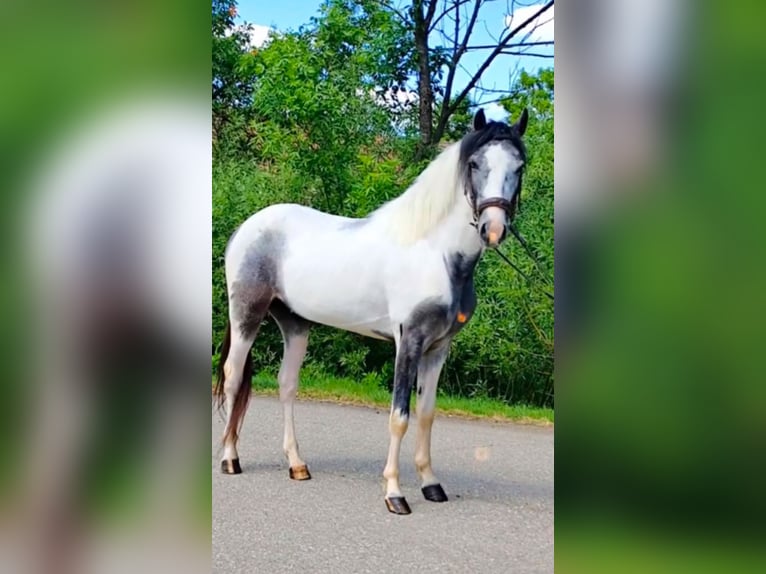 More ponies/small horses Mix Gelding 6 years 13,3 hh Pinto in Barver