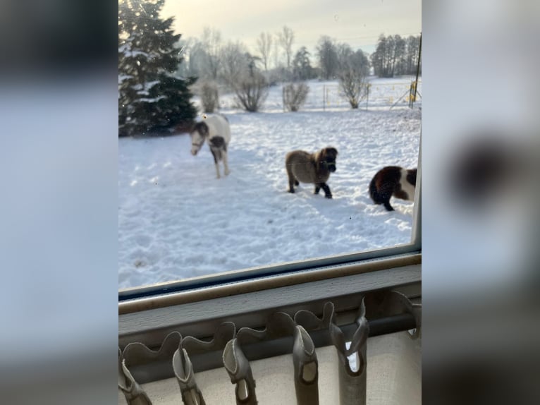 More ponies/small horses Mix Gelding 6 years 13,3 hh Pinto in Barver