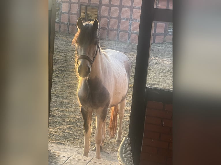 More ponies/small horses Mix Gelding 6 years 13,3 hh Pinto in Barver