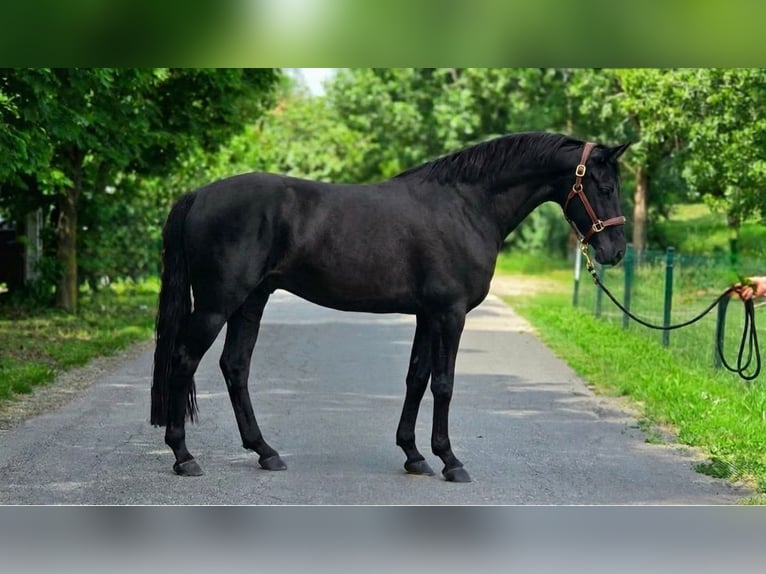 More ponies/small horses Gelding 6 years 14.1 hh Black in Szarvas