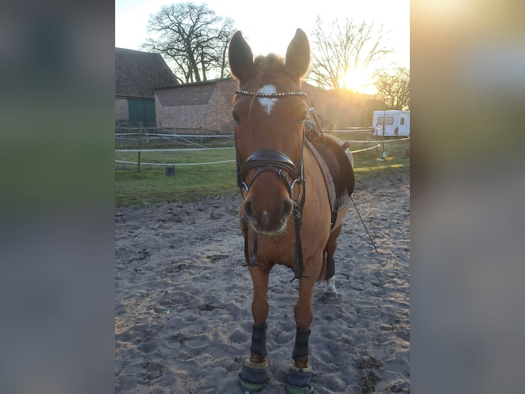 More ponies/small horses Gelding 6 years 14.1 hh Chestnut-Red in Burgwedel