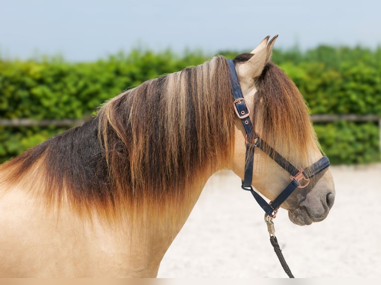 More ponies/small horses Gelding 6 years 14.1 hh Dun in Neustadt (Wied)