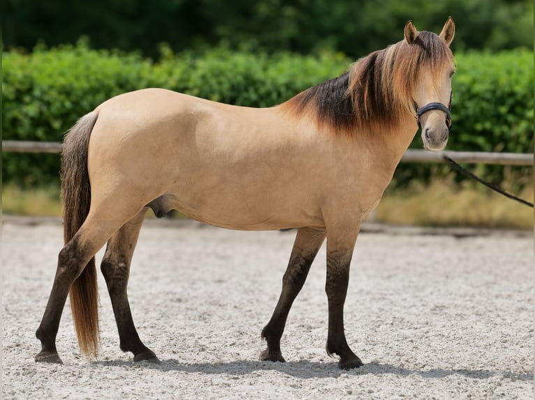More ponies/small horses Gelding 6 years 14.1 hh Dun in Neustadt (Wied)