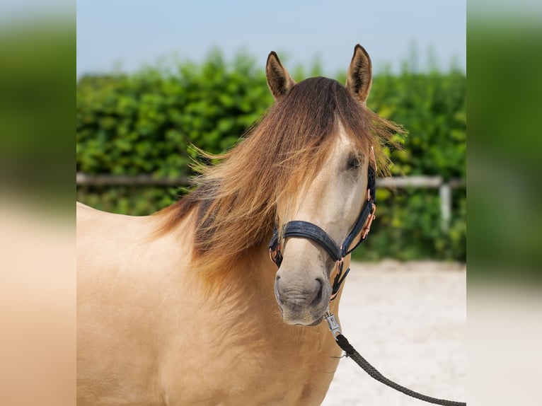 More ponies/small horses Gelding 6 years 14.1 hh Dun in Neustadt (Wied)